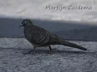 Goulds zebraduif [Geopelia placida]